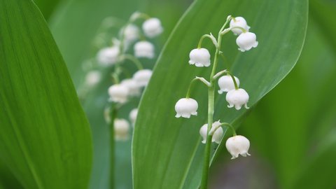 Beautiful lilies of the valley in the forest