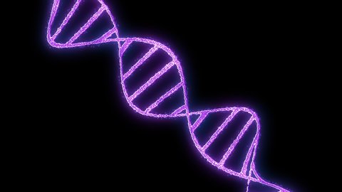 4K abstract representation of DNA molecule on black background. Nucleic acid double helix. Purple DNA. For biotechnology, chemistry, science, medicine and artificial intelligence. Rotating DNA Strand