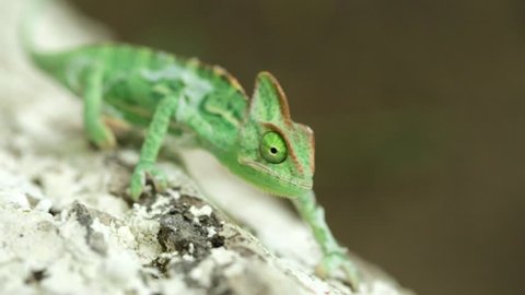 a shedding chameleon climbing