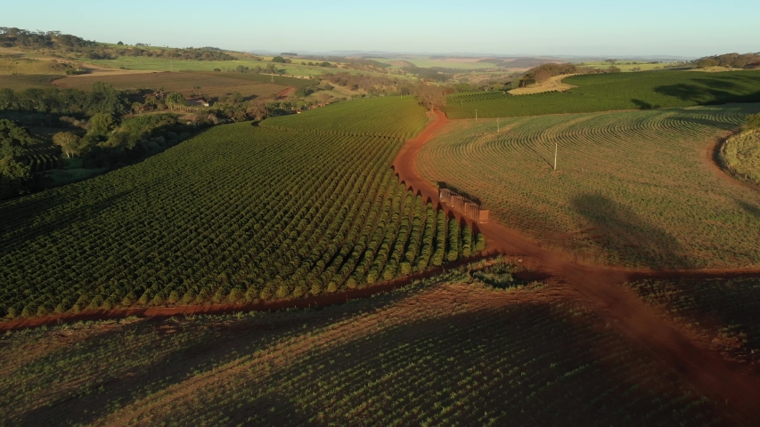 Truck travels on a dirt road next to a coffee plantation in Brazil - aerial view