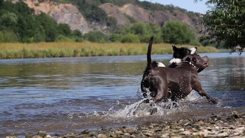 Slow Motion of Border Collie and Staffordshire Bull Terrier Running and Jumping to River in Czech Republic. Black and White Dog and Blue Staffy Causing Water Splash by Going to Water.
