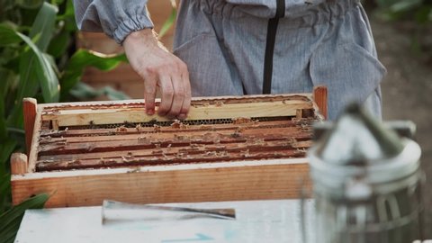 Image showcasing Young Beekeepers Work Bees Apiary Eat Stock Footage Video (100% Royalty ...