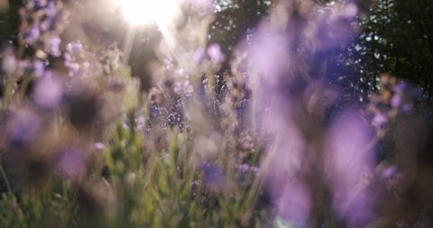 Very close, lavender plant in sunlight Move camera