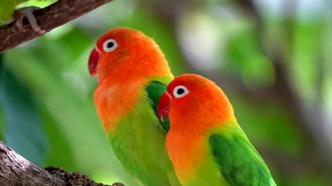 Slow motion flock of Fischer's Lovebirds interacting with each other in the lush tree tops.