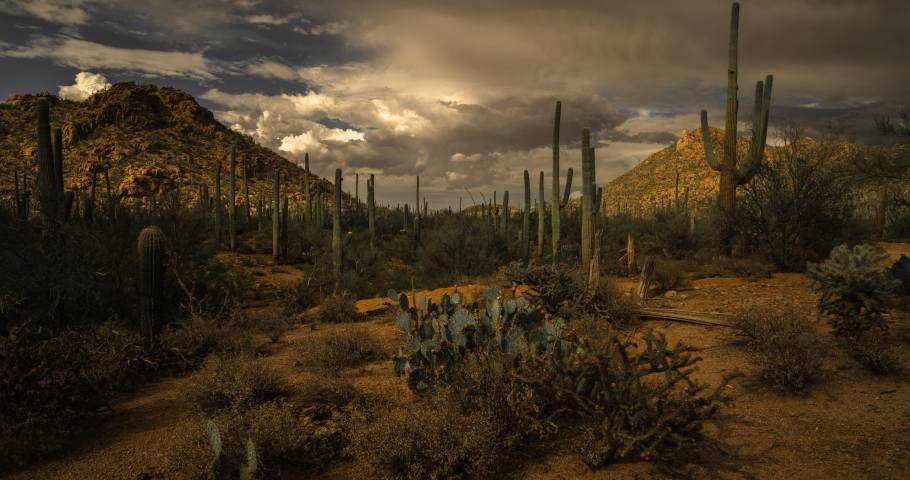 Classic desert scene with richly colored saguaro forest and prickly pear cactus bearing fruit and dramatic monsoon storms brewing beyond a nearby mountain range.