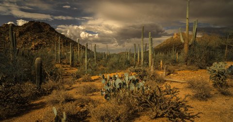 Variety of Sonoran Desert cactus, cacti and succulents with looming monsoon storms filmed in Saguaro National Park