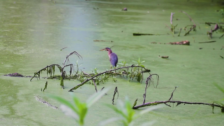 Background blurred footage of a green heron (Butorides virescens) walking slowly on a fallen branch in a lake. It then sees a fish and dives and catches it. The pond has severe algal bloom problem