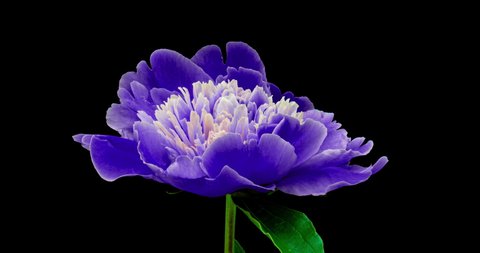Beautiful blue Peony background. Blooming peony flower open, time lapse, close-up. Wedding backdrop, Valentine's Day concept. 4K UHD video timelapse