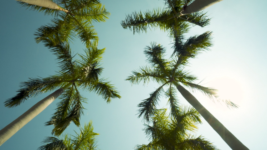 View of the Palm Trees Passing by Under Sunny Blue Skies. Wide Shot of Driving with Camera Looking up at Palm Trees in 4K format POV Tropical Vacation Royalty-Free Stock Footage #1057120799