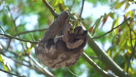Adorable moment of a mother sloth and her young baby hanging high in forest canopy eating flowers, slow motion