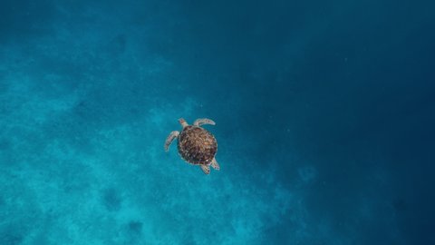 Green sea turtle feeding sea grass underwater close up, 4k UHD video footage