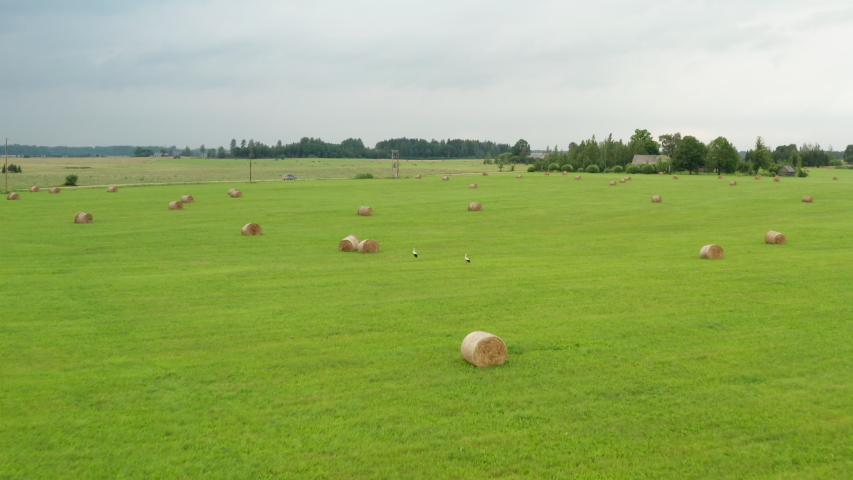 Beautiful countryside landscape flight above two white and black stork birds by several hay rolls in green grassy farmland on cloudy sky day, overhead aerial approach