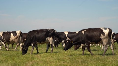 Large herd of cows grazing on farmland. 