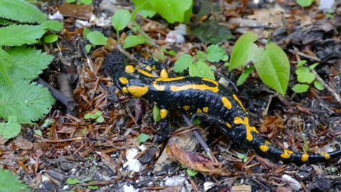 Close up of Fire Salamander (Salamandra salamandra) walking in the forest on springtime. Amphibian crawling on land near creek, slow motion