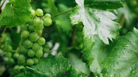 Wet young, green, unripe wine grapes in vineyard, with water drops after rain early summer. Wet surface of green leaf closeup 4k video