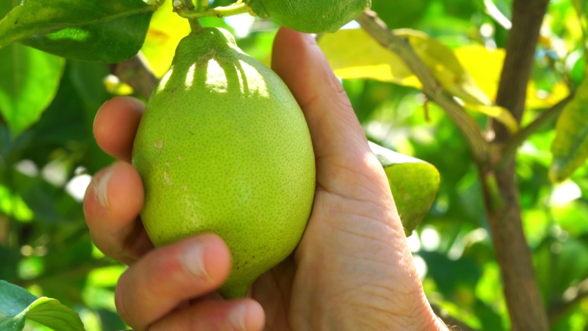 Lemon on tree, farmer hand touch fruits | Shutterstock HD Video #1057129703