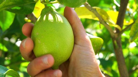 Lemon on tree, farmer hand touch fruits