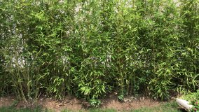 Green bamboo trees Macro shot 4K video natural background footage buying now.