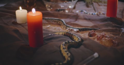 Close up of serpents crawling on table decorated with cloth, burning candles and stones. Snakes on table of psychic. Two small pythons crawl on table with ritual objects