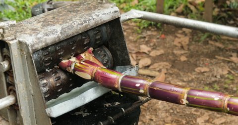 Medium shot of a mechanical sugar cane crusher being actively used and operated by two Costa Rican men.