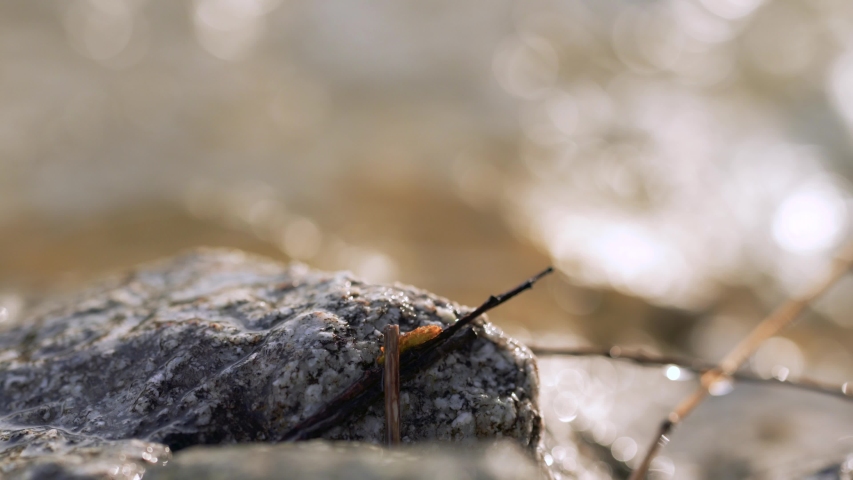 Rock with small wooden branches and grass wet from river, closeup detail blurred sun lit water background