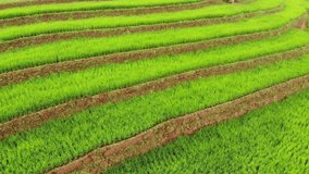 Video of green scenery and landscape from aerial view of paddy fields 