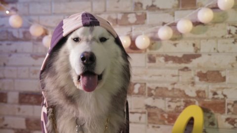 Dog in hoodie, handsome husky in front of brick wall, alaskan malamute dressed up in street clothes. Lovely pet.