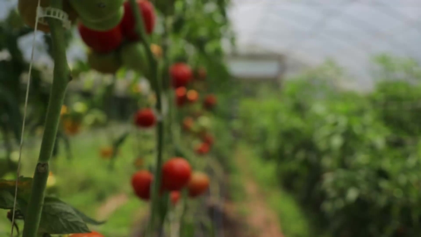 Moving/ Flying Past Tomato Vines Loaded With Tomatoes In Small Farm Greenhouse - Slow Motion Royalty-Free Stock Footage #1057146509