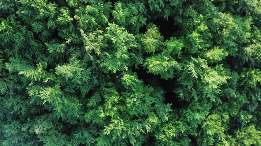 Aerial drone footage of treetops in a deciduous forest | Shutterstock HD Video #1057147127