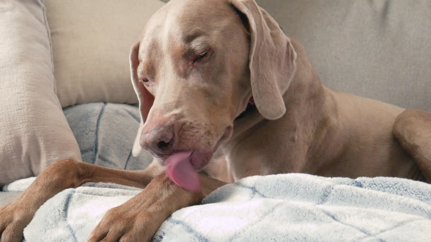 Dog licking his legs and paws.  A large weimaraner licks his wrists and legs while laying on the couch at home.  Close up view of pet grooming and cleaning. Royalty-Free Stock Footage #1057147832