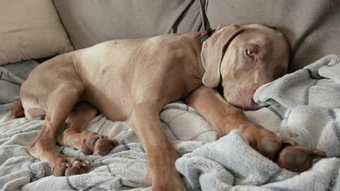 Large dog sleeping comfortably on living room sofa.  Weimaraner snuggled up on a fleece blanket, takes a nap on the couch.  Slowly opens eyes and looks around, before sleeping again.