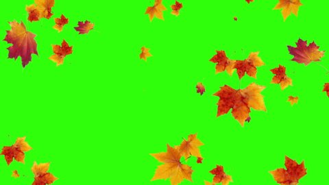 
Leaf fall animation. Autumn maple leaves falling on green chromakey background. 