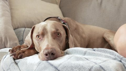 Close up view of a Weimaraner's big expressive yellow eyes, as he falls asleep on the sofa next to his owner.  Large tired dog after playing outside.