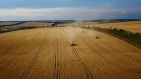 Aerial drone view: combine harvesters working in wheat field on sunset. Harvesting machine driver cutting crop in farmland. Organic farming. Agriculture theme, harvesting season. Quadcopter video.