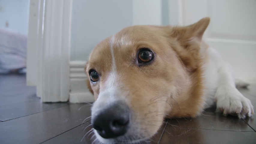 dog-laying-on-the-floor-image-free-stock-photo-public-domain-photo