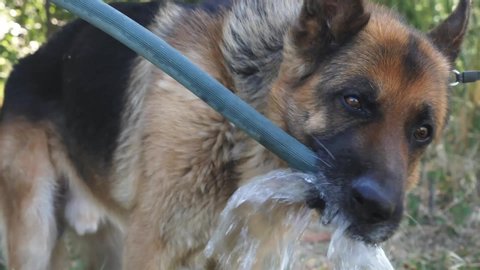 Thirsty dog drinking from water pipe. Old german shepherd dog really thirsty never stop drinking water