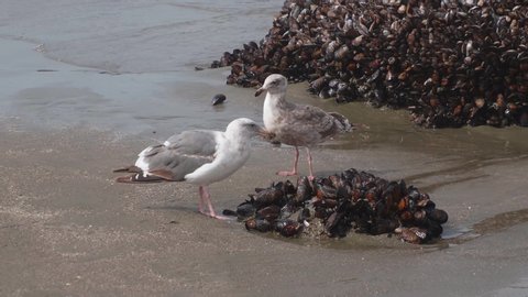 Seagulls eating mussels off rocks near the surf on a northern California beach