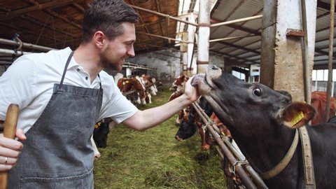 Smiling caucasian attractive farmer taking care about black cow on dairy farm. Modern veterinary medicine. Brunette man working at manufacturing. Summer day light. Mammal animals healthcare. 4K