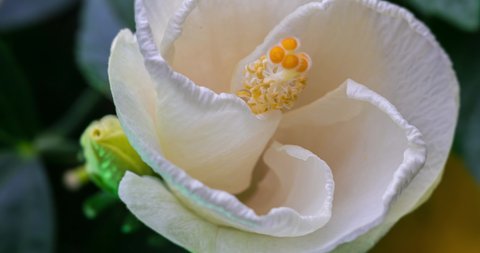 Hibiscus flower blooms. The bud opens and blooms into a large white flower. Time lapse of a blooming hibiscus flower. Detailed macro time lapse of a blooming flower. Hibiscus bloom