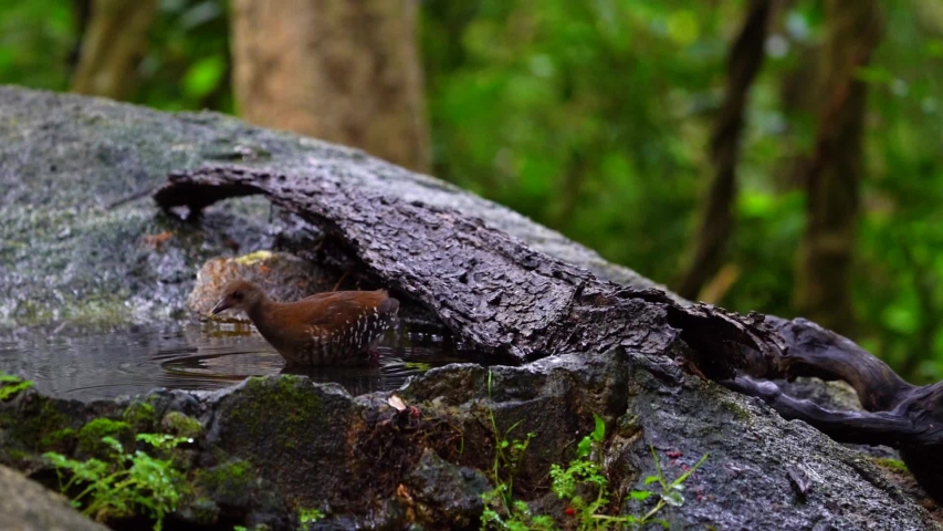 Baby Red-legged Crake in the pond.	