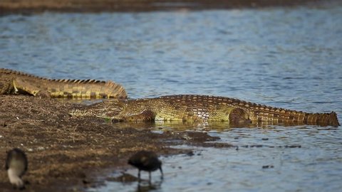 A large Nile crocodile (Crocodylus niloticus) basking in shallow water with birds, Kruger National Park, South Africa