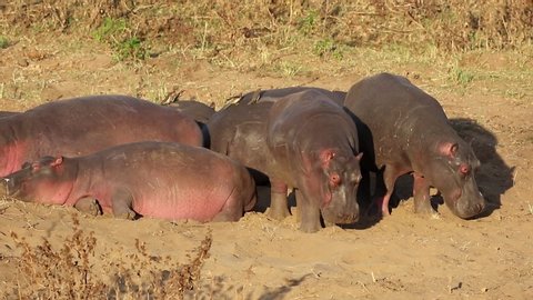 A family group of hippos (Hippopotamus amphibius) resting on land, Kruger National Park, South Africa