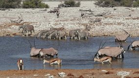 Plains zebras, gemsbok and springbok antelopes drinking at a waterhole, Etosha National Park, Namibia