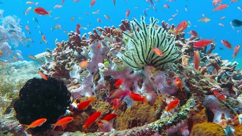School of tropical fish on the colorful underwater coral reef. Scuba diving with sea wildlife. Marine life, reef with fish. Sea lily, corals and anthias fish.