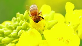4k video close up of one honey bee collecting pollen and honey busy working on spring yellow blooming rape flowers field