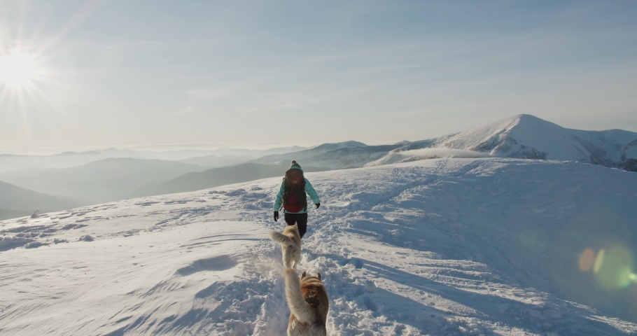 woman in blue jacket hiking outdoors in snowy mountains with two siberian husky dogs. Hiker with dogs against beautiful winter mountain background. Active lifestyle and travel remote places concept Royalty-Free Stock Footage #1057169269