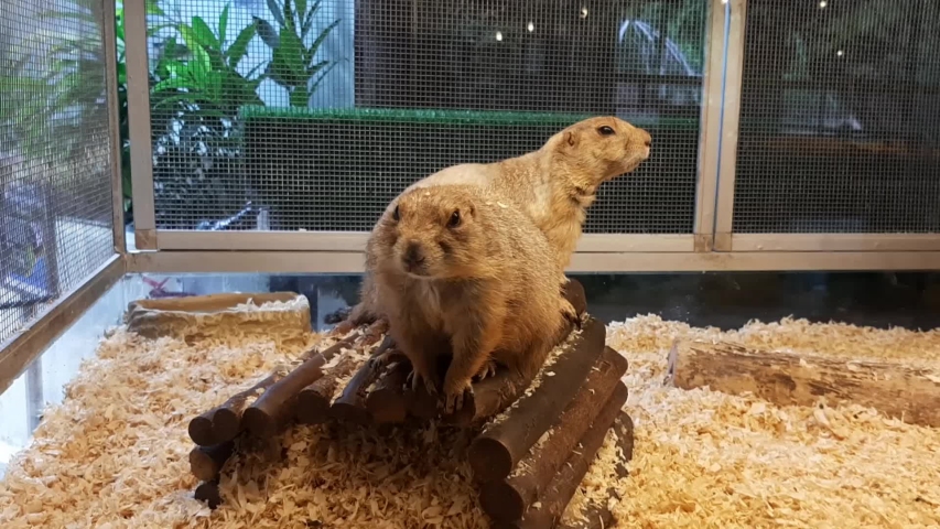 Black tailed Prairie Dog (Cynomys ludovicianus) 