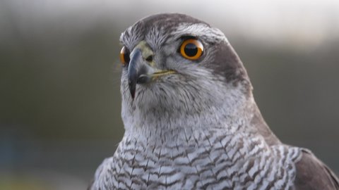 Goshawk looking for possible prey with his powerful eyes