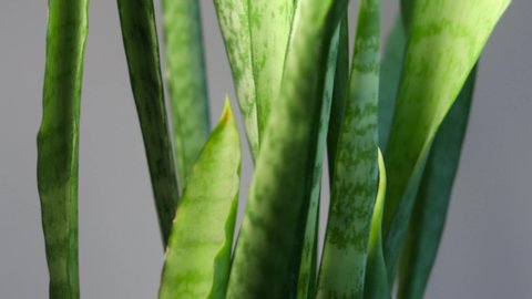 sansevieria rotates on a gray background, long leaves. Green long leaves.