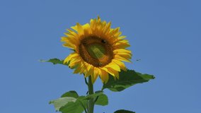 The Bees Pollinate Sunflowers stock video is a wonderful piece of footage that exhibits Bee Pollination On Sunflower.